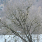 Baumschutzmaßnahmen Schillerallee Februar 2014