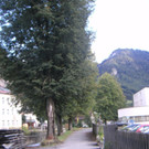 Schillerallee _Ulmenf__llung_.jpg