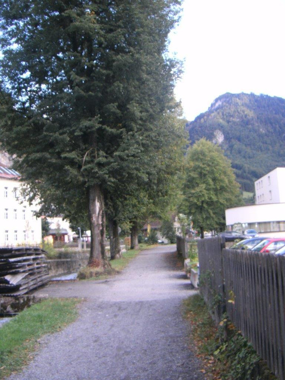 Schillerallee _Ulmenf__llung_.jpg