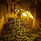 134 Cannabispflanzen eines Wieners in NÖ sichergestellt