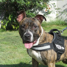 Shiba: Lebhafte Hündin wird am richtigen Platz zur Schmuserin