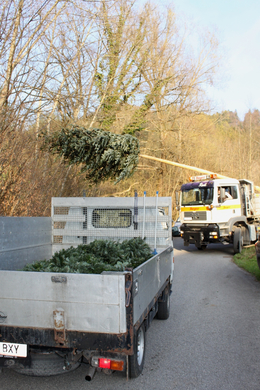 Buergermeisterbaum Aufstellung 2010 _2__jpg-1270750062