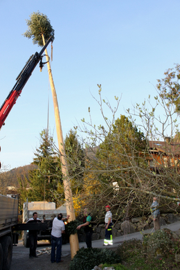 Buergermeisterbaum Aufstellung 2010 _10__jpg-1270750266