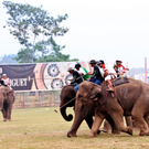 An Elephant Polo Dash for the ball.jpg