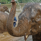 Bath Time for the Elephants.jpg