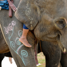 Elephant with Festive Design.jpg