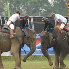 Elephants go Trunk to Trunk at Elephant Polo.jpg