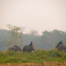 Elephants in the Mist.jpg