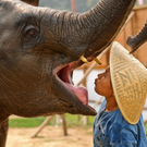 Lady Mahout _ Pumpui the Elephant.jpg