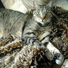 Anhänglicher Tigerkater Tommy sucht guten Platz