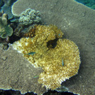 DAB0682-20120709.jpg