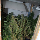 Cannabis-Plantage in einer Wohnung in Wien-Landstraße
