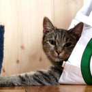 Tabsi: Hübsche verspielte Jungkatze braucht schönen Platz