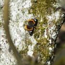 IBD0594-20140308.jpg