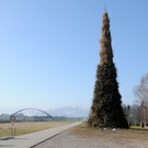 Brugger Hexe 2014 63.jpg
