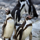 Tiergarten Schönbrunn: Die besten Bilder 2009