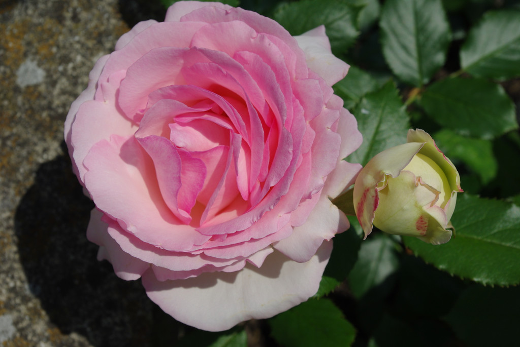 IMGP1343 - Kopie.JPG