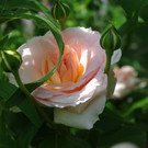 IMGP1351.JPG