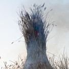 HMO_4384.jpg