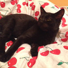 Shadow: Süßer Schmuse-Kater hätte gern ein richtiges Zuhause