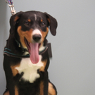 Welpenparty Tierklinik Schwarzmann 