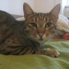 Tim: Aktiver, verspielter Kater sucht ein schönes Zuhause