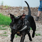 Scotty sucht nach traurigem Schicksal schönen Einzelplatz