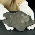 NHM zeigt mit "Gabonionta" die ältesten Fossilien vielzelligen Lebens