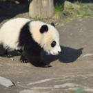 20140312_084724_Zoo_Vienna.jpg