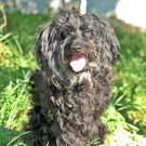 Rüde Zorro sucht Zuhause bei lieben Menschen