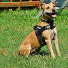 Suri: Power-Hündin sucht aktives Herrchen oder Frauchen