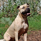 Julius: Ungestümer Rüde möchte mit neuem Besitzer kuscheln