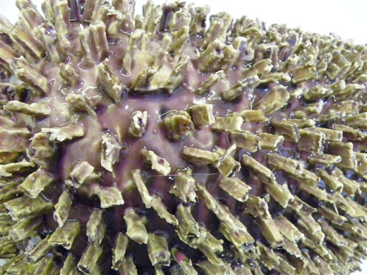 101_1127_jpg-1270852117