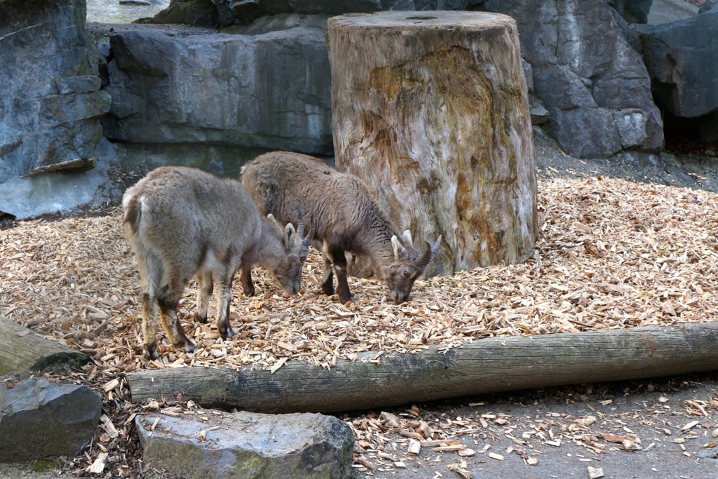 KOE_Wildpark JHV 2014 17.jpg