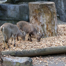 KOE_Wildpark JHV 2014 17.jpg