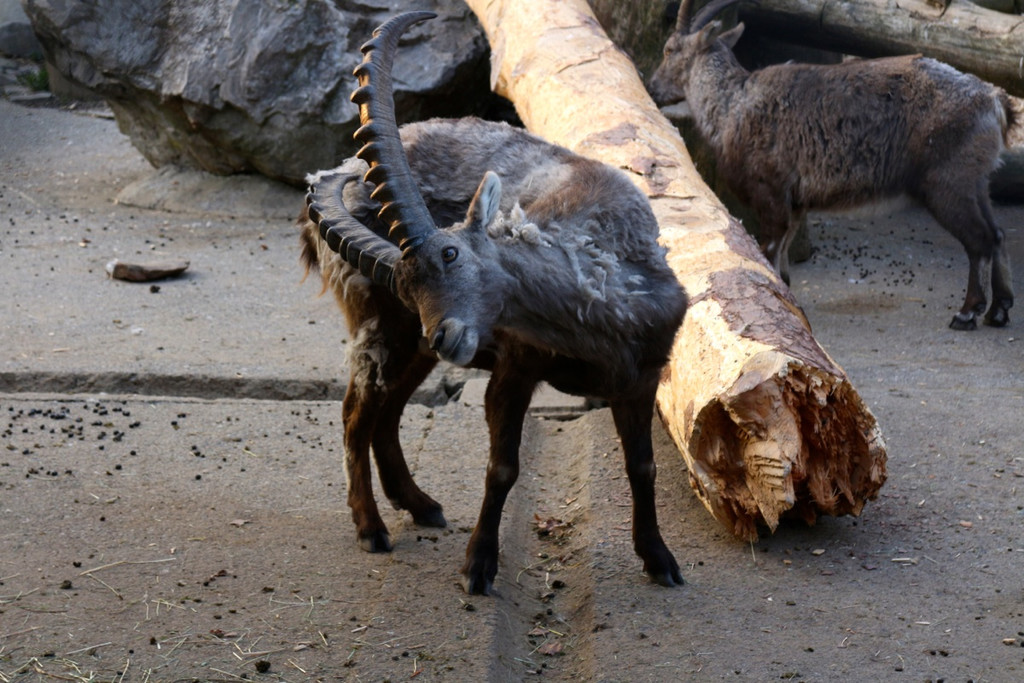 KOE_Wildpark JHV 2014 18.jpg