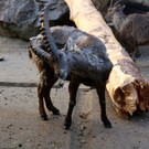 KOE_Wildpark JHV 2014 18.jpg
