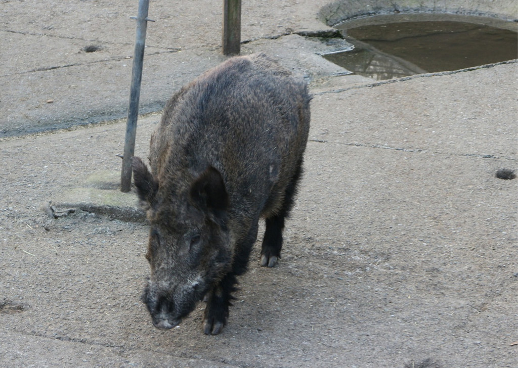 KOE_Wildpark JHV 2014 19.jpg