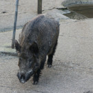 KOE_Wildpark JHV 2014 19.jpg