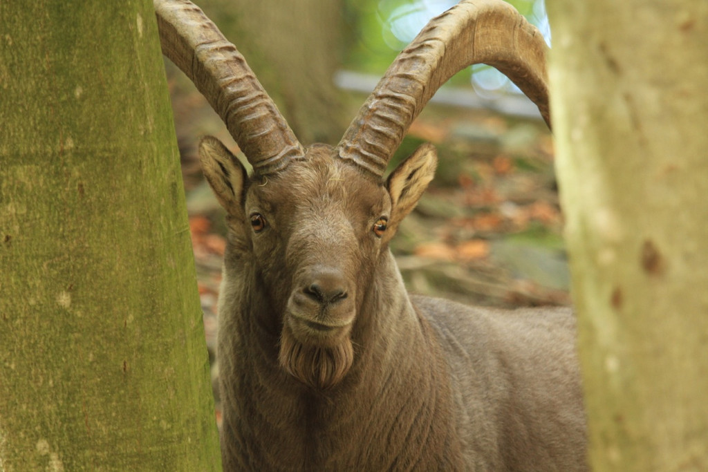 KOE_Wildpark JHV 2014 20.jpg
