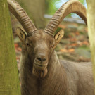 KOE_Wildpark JHV 2014 20.jpg