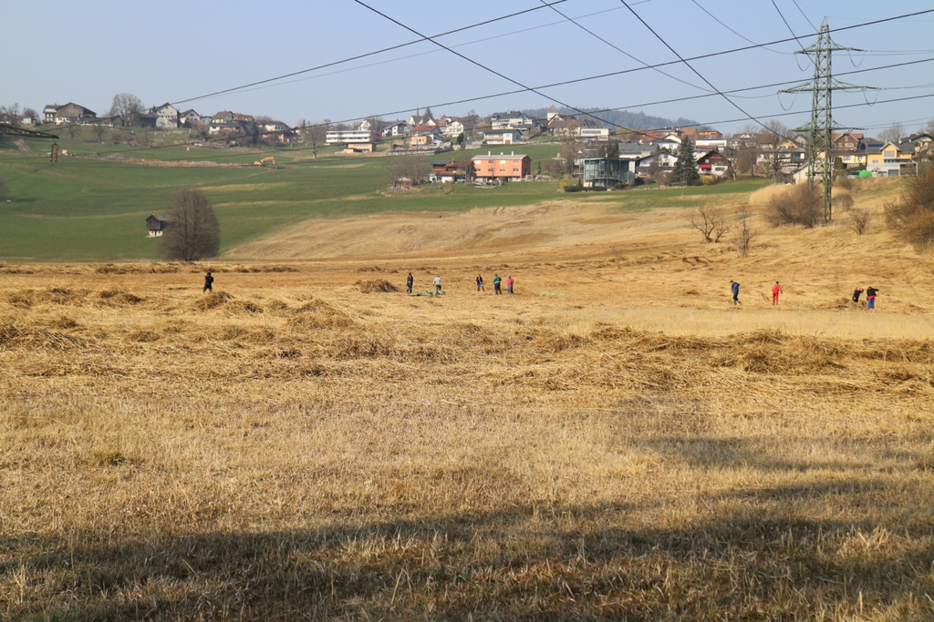 KOE_Schildried Streuewiese 2.jpg