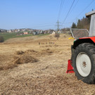 KOE_Schildried Streuewiese 3.jpg