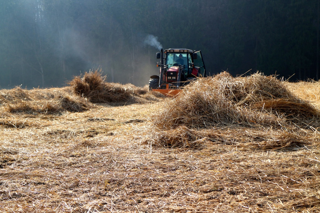 KOE_Schildried Streuewiese 5.jpg