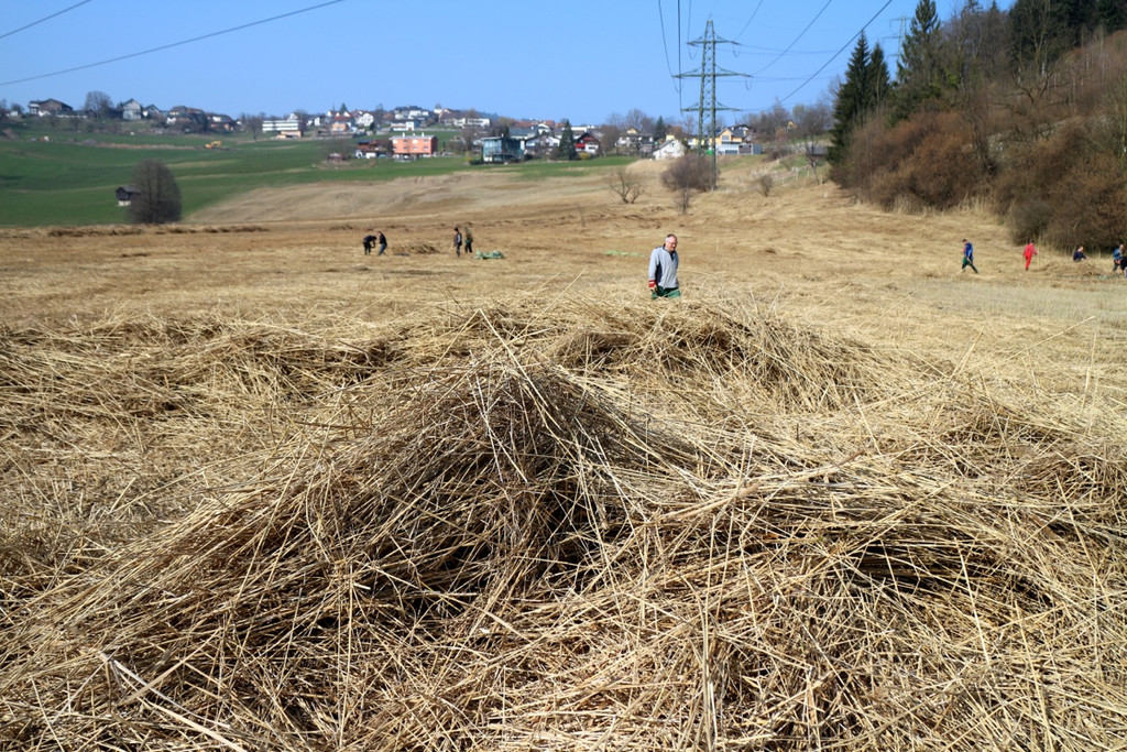 KOE_Schildried Streuewiese 6.jpg