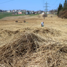 KOE_Schildried Streuewiese 6.jpg