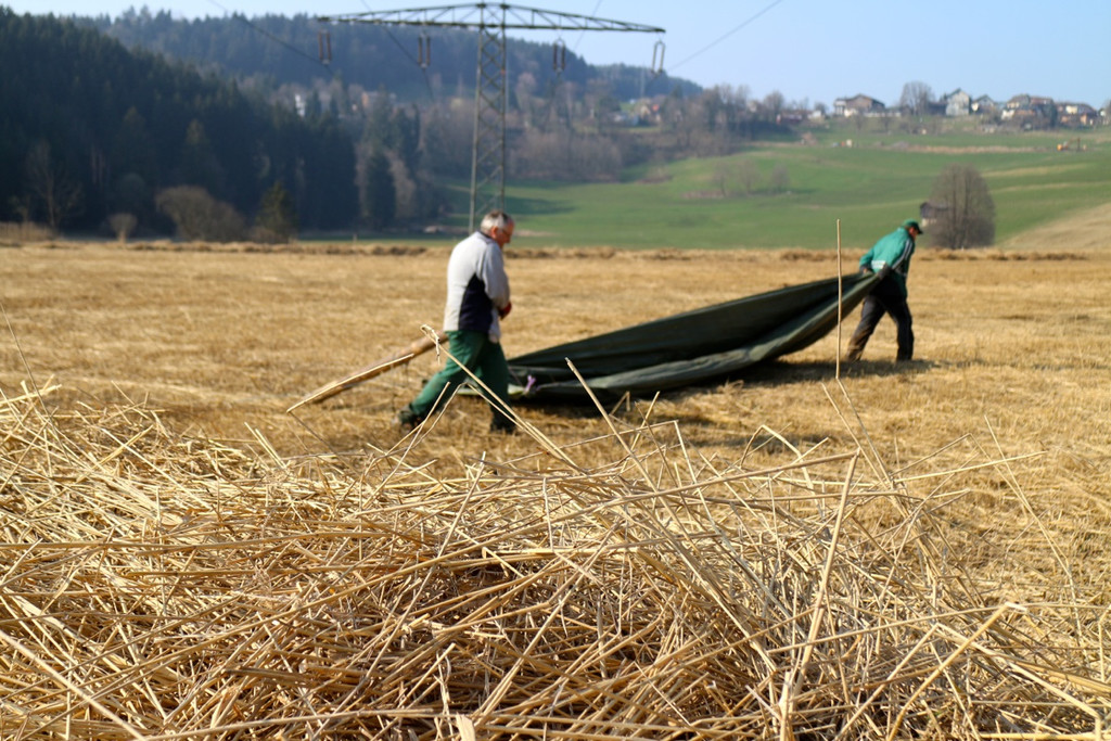 KOE_Schildried Streuewiese 9.jpg