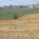 KOE_Schildried Streuewiese 11.jpg