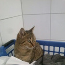 Beverly