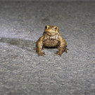 BK_Amphibienrettungsaktion_Levner Weiher 9.jpg